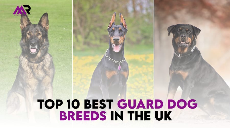 Top 10 Best Guard Dog Breeds in the UK